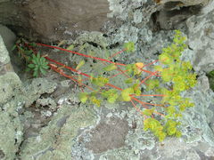Euphorbia petrophila