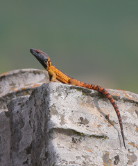 Pseudocordylus melanotus