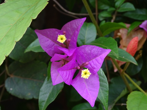 Bougainvillea glabra