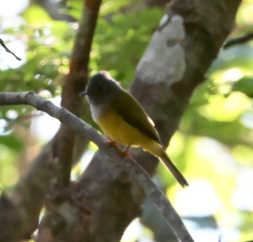 Grey-headed Canary-Flycatcher
