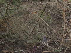 Polygala teretifolia