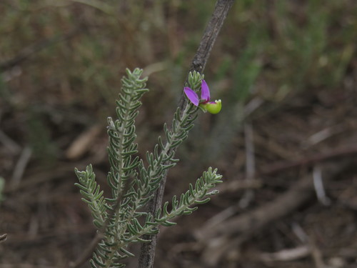 Image of Donkey Falsepea (Polygala teretifolia) by (c) Jeremy Gilmore, some rights reserved (CC BY)