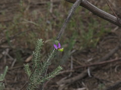 Polygala teretifolia