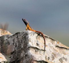 Pseudocordylus melanotus