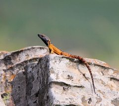 Pseudocordylus melanotus