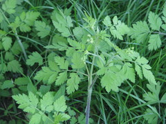 Chaerophyllum temulum