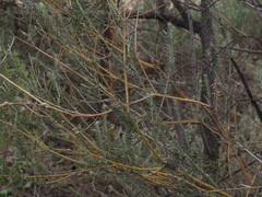 Polygala teretifolia