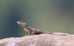 Pseudocordylus melanotus