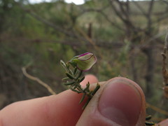 Polygala teretifolia