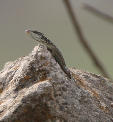 Pseudocordylus melanotus