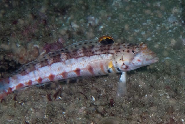 Spotted Sandperch