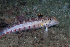 Parapercis punctulata