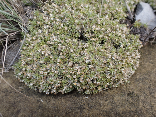 Snowball Everlasting (Helichrysum caespititium)