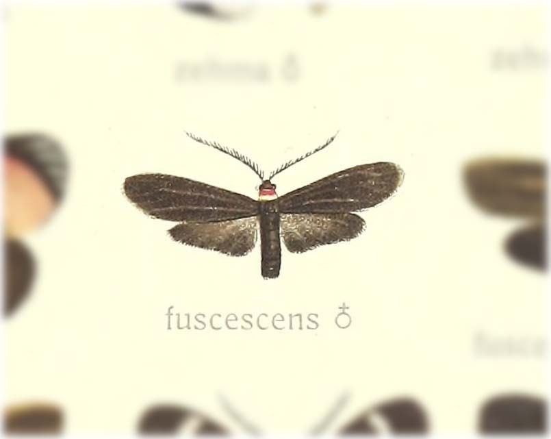 Phlebohecta fuscescens