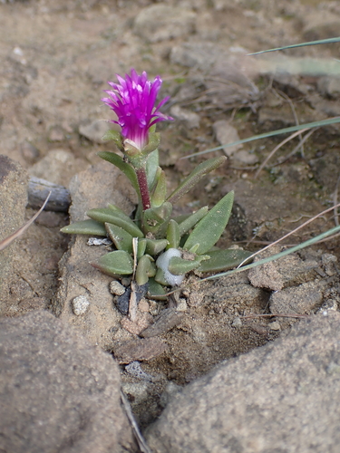 Delosperma sutherlandii, photograph 5