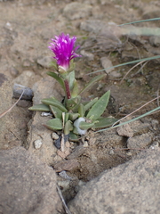 Delosperma sutherlandii, photograph (c) Andrew Hankey, some rights reserved (CC BY-SA)