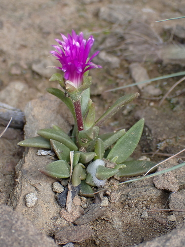 Delosperma sutherlandii, photograph 4