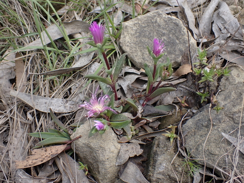 Delosperma sutherlandii, photograph 6