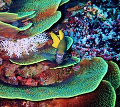 Neoglyphidodon nigroris