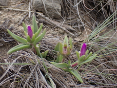 Delosperma sutherlandii, photograph (c) Andrew Hankey, some rights reserved (CC BY-SA)