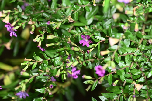 False heather
