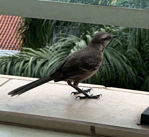 Chalk-browed Mockingbird