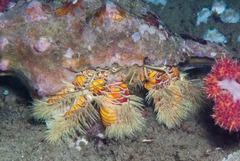 Aniculus maximus
