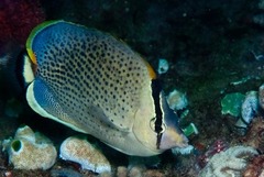 Chaetodon guttatissimus