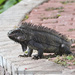 Iguana iguana melanoderma - Photo (c) terence zahner, algunos derechos reservados (CC BY-NC), subido por terence zahner