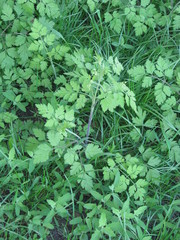 Chaerophyllum temulum