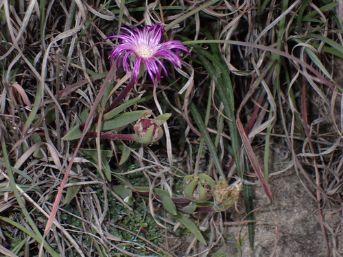 Delosperma sutherlandii (Delosperma sutherlandii)