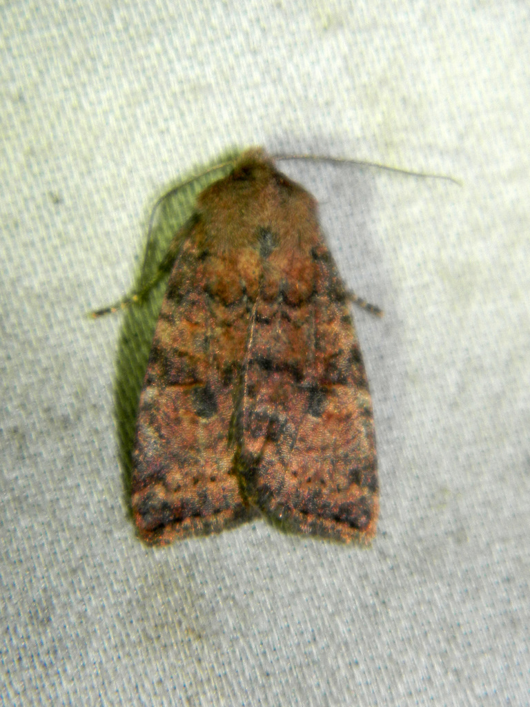 Poplar Catkin Sallow