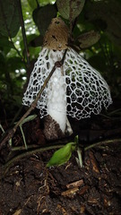 Phallus atrovolvatus