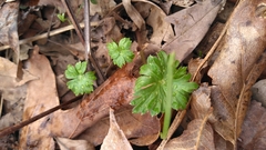 Delphinium alabamicum
