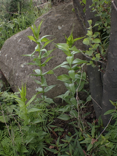 Gloriosa modesta (Gloriosa modesta)