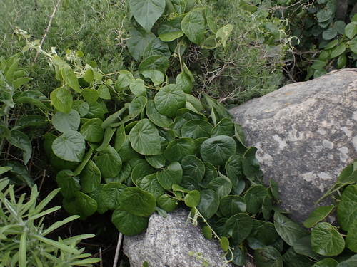 Stephania abyssinica