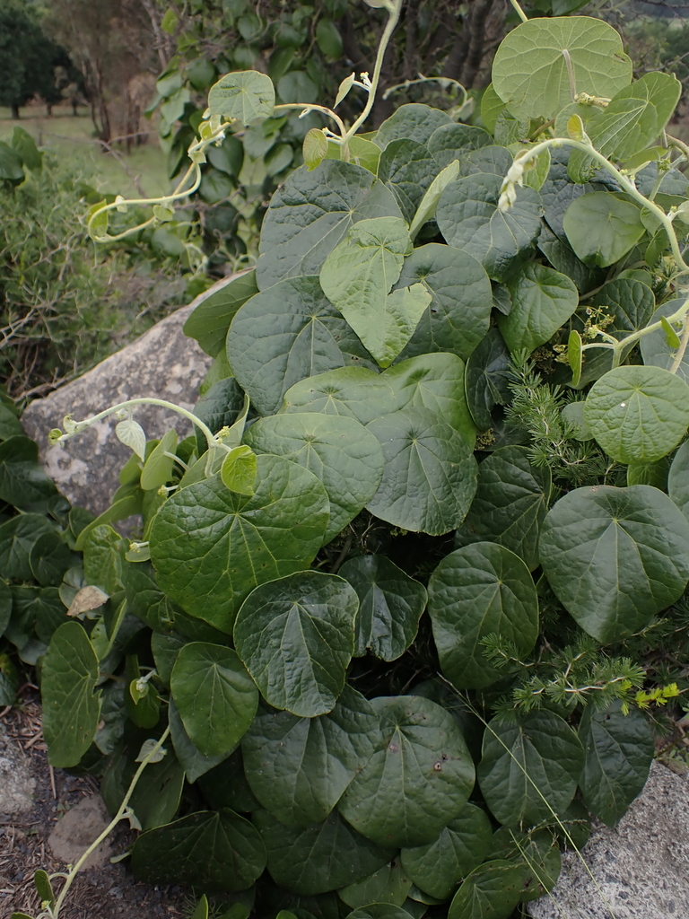 Stephania abyssinica, Thabo Mofutsanyana District Municipality, South Africa