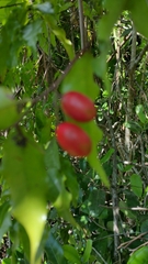 Olacaceae