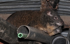 Southern Tree Hyrax photo 4