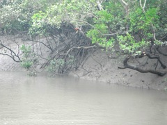 Pelargopsis amauroptera