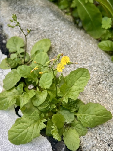 Youngia japonica observed 2025-11-24