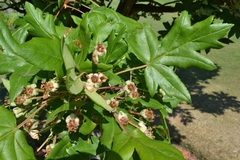 Eriolobus trilobatus