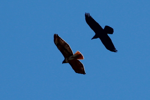 iNaturalist observation photo of Red-tailed Hawk