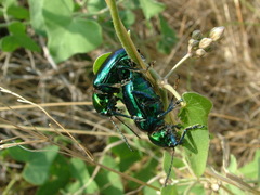 Chrysochares asiaticus