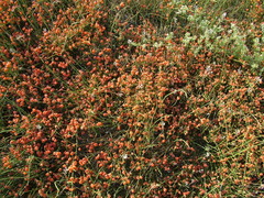 Ephedra distachya