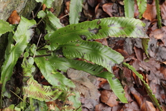 Milesia scolopendrii