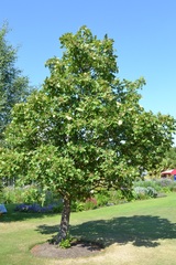 Eriolobus trilobatus