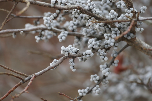northern bayberry