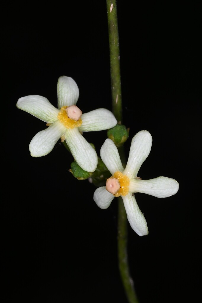 Matelea stenopetala (Matelea stenopetala)
