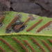 Milesia scolopendrii - Photo (c) bjoerns, alguns direitos reservados (CC BY-SA), uploaded by bjoerns